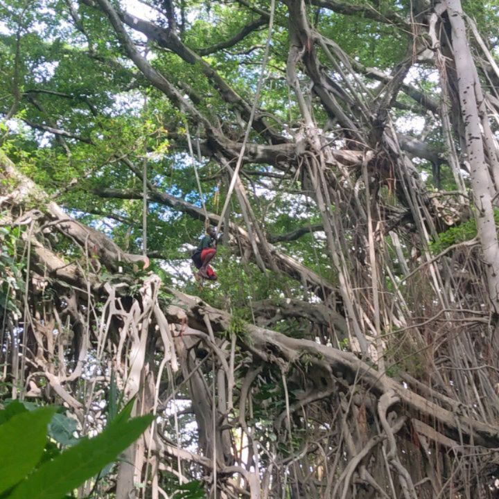 Létání ve větvích