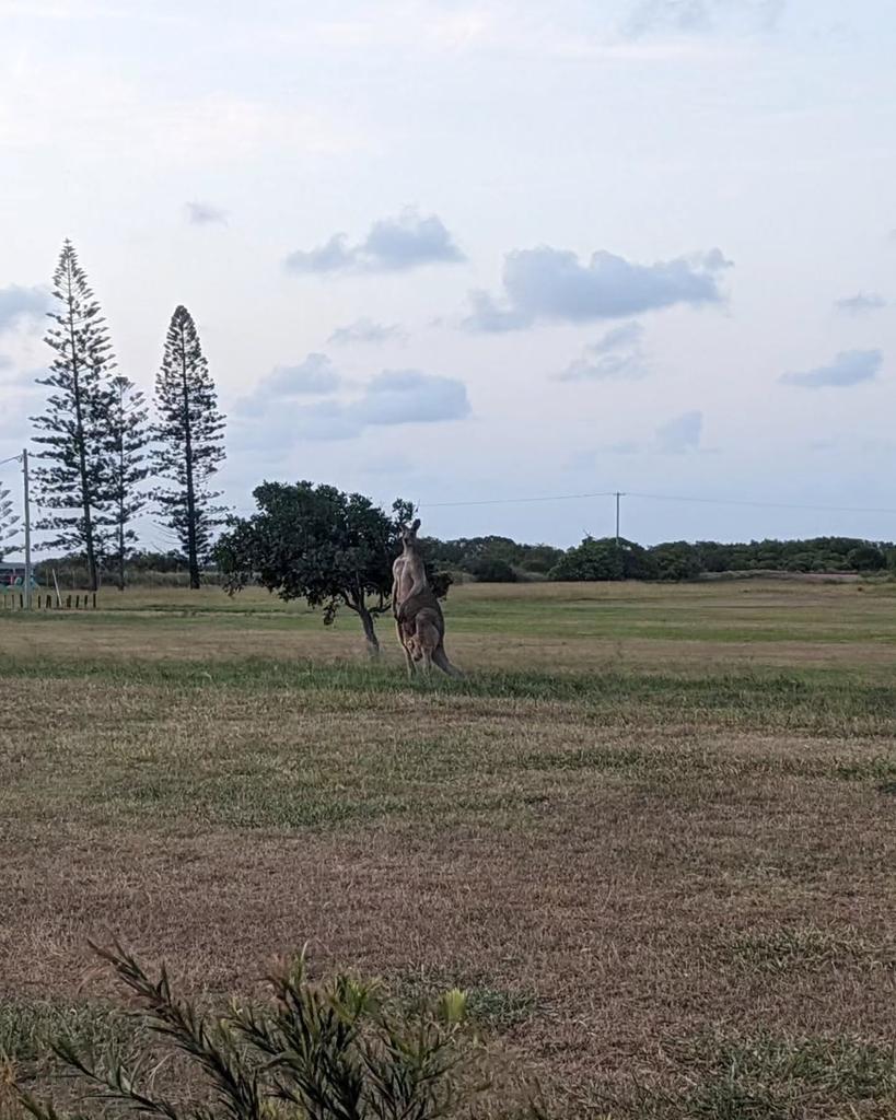 Austrálie, to jsou klokani! Náš první