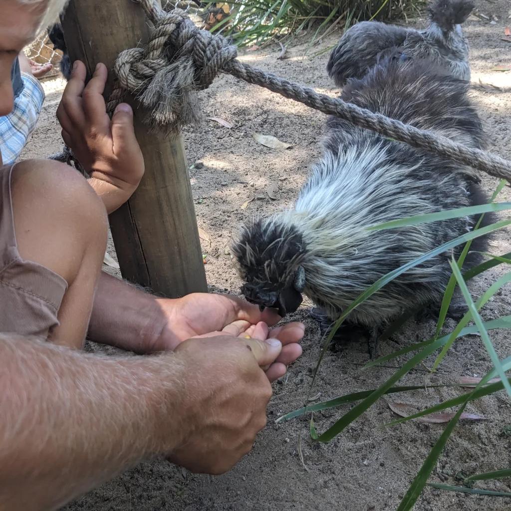 Krmení domácích zvířat
