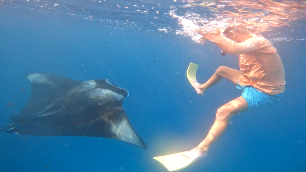 Tonda a manta